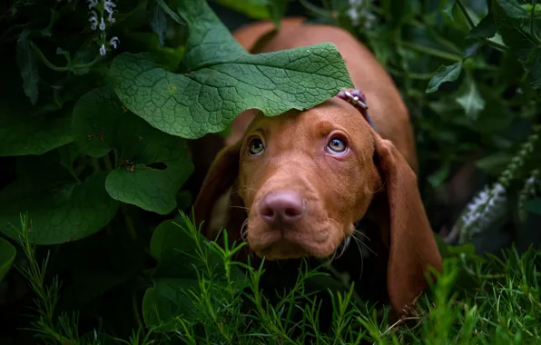 Picture greens, look, face, leaves, nature, dog, puppy, Dachshund