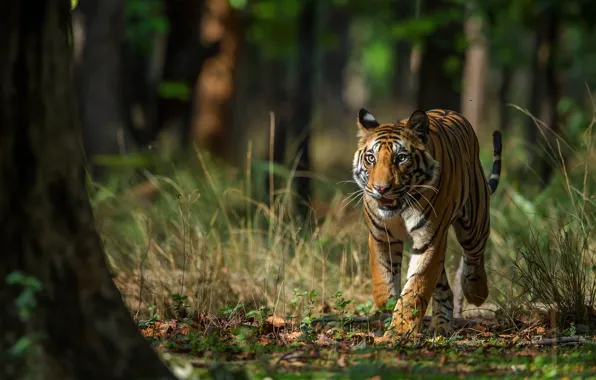Picture forest, light, nature, tiger, walk