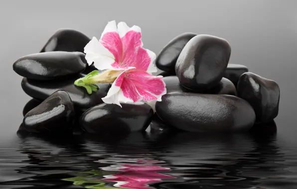 Flower, water, pebbles, spa