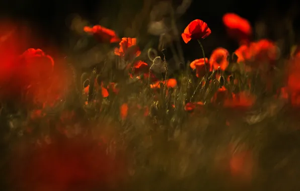 Light, flowers, nature, the dark background, dark green, glade, Mac, Maki