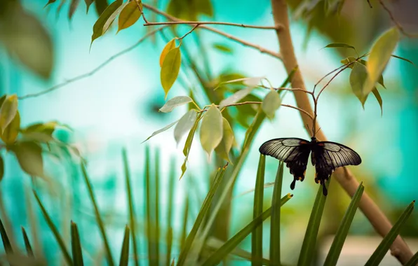 Branches, nature, butterfly