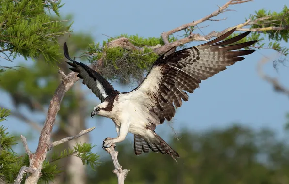 Picture nature, bird, Osprey