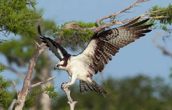 Nature, bird, Osprey