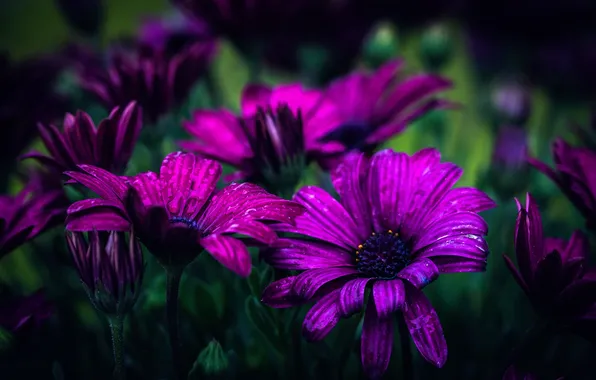 Picture drops, bokeh, Purple daisies