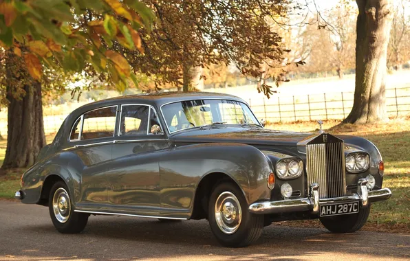 Trees, Rolls-Royce, 1965, the front, limousine, rolls Royce, LWB, Saloon