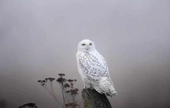 Picture bird, Fog, Snowy Owl