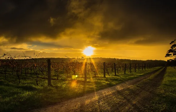 Road, landscape, sunset, grapes