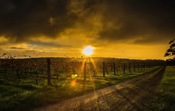 Picture road, landscape, sunset, grapes