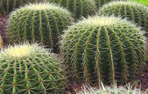 Picture needles, nature, plants, barb, cacti, spiky balls