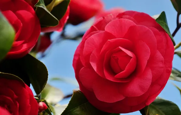 Macro, scarlet, Camellia