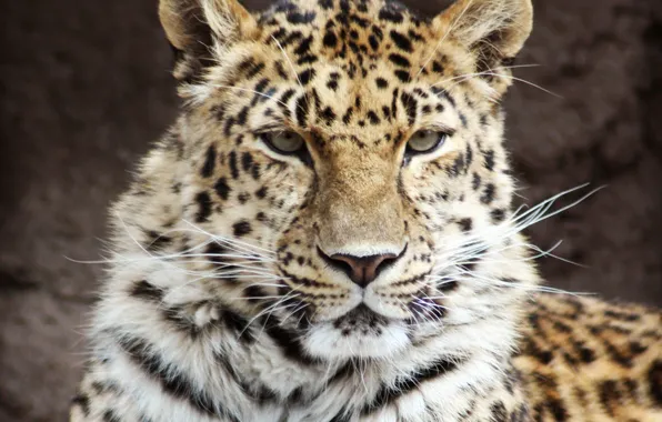 Mustache, face, close-up, predator, leopard