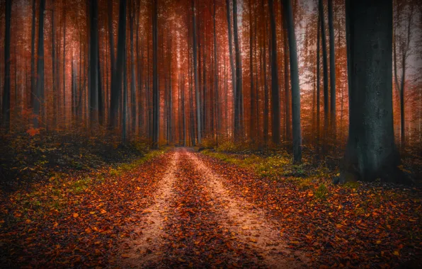 Picture track, forest, autumn, trees, nature