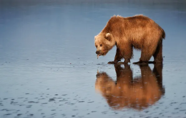 Picture language, water, reflection, bear, bear, drink, pond, blue background