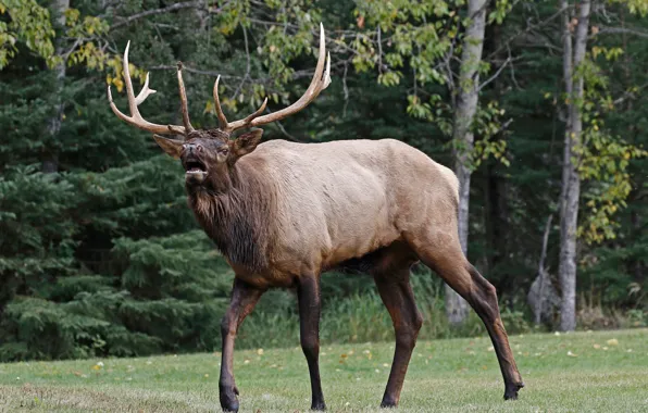Nature, deer, horns