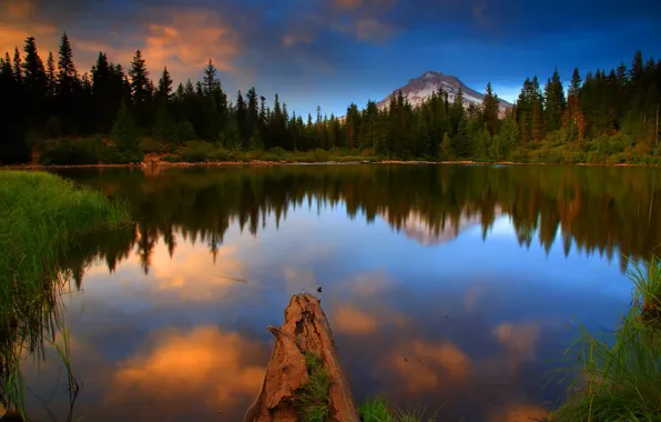 Forest, water, landscape, nature, lake, photo, USA, Oregon