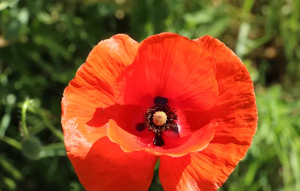 Red, poppy, blooming
