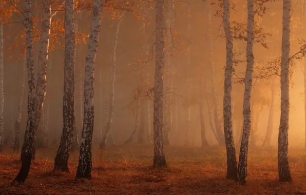 Autumn, forest, light, nature, birch