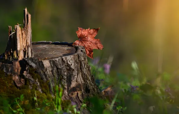 Picture grass, nature, sheet, stump