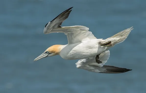 Picture flight, bird, wings, the Northern Gannet
