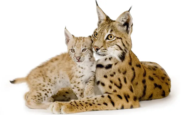 Cat, family, pair, white background, kitty, lynx