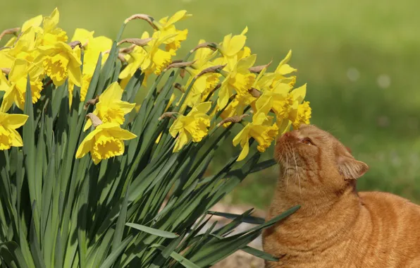 Cat, flowers, daffodils, red cat