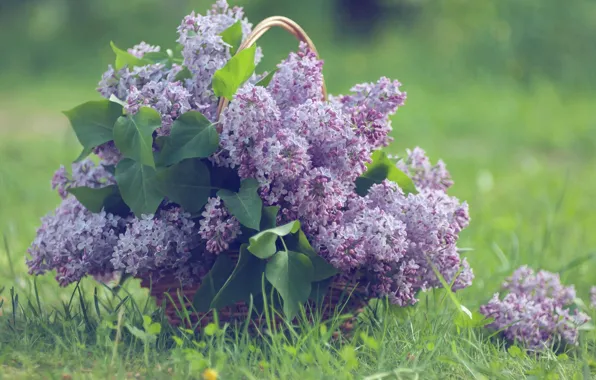 Picture grass, basket, lilac, bunches