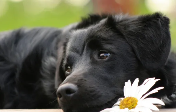 Picture flower, eyes, dog