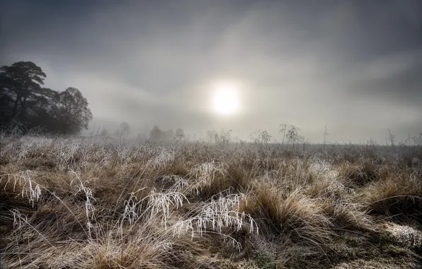 Picture frost, grass, fog