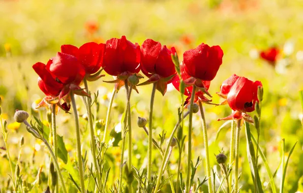 Flowers, red, glade, Mac, Maki, yellow background, bokeh