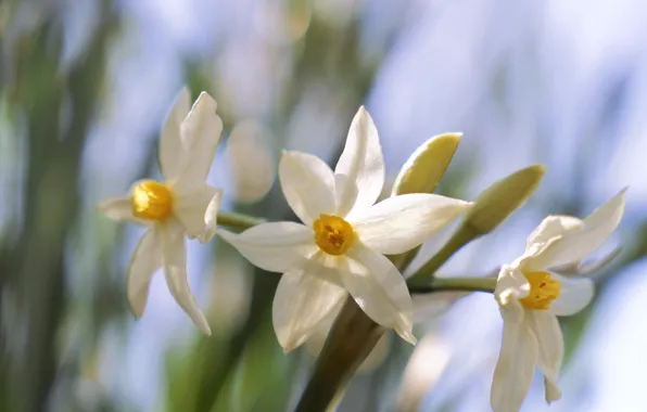 Macro, light, flowers, spring, white, daffodils, bokeh, blurred background