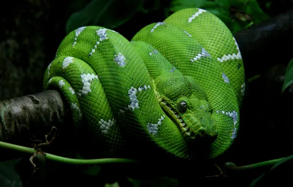 Look, tree, snake, Python, black background, green