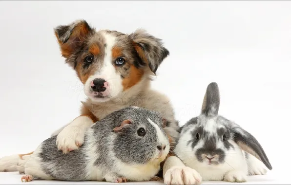 Picture animals, dog, bunny, friends, pig...