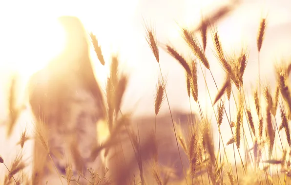 Picture girl, the sun, spikelets, bokeh