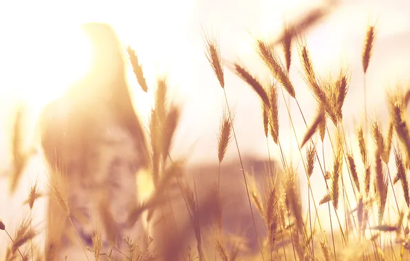 Girl, the sun, spikelets, bokeh