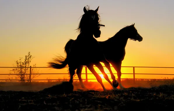 Sunset, horses, the evening