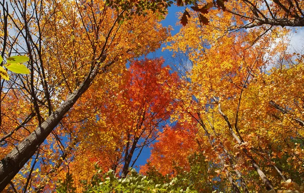 Autumn, the sky, leaves, trees