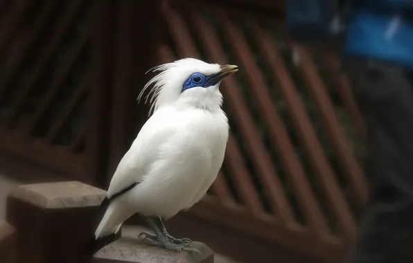 Nature, bird, feathers, beak