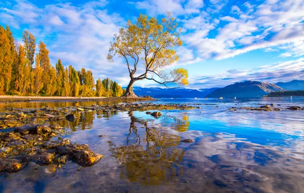 Forest, water, mountains, reflection, stones, Tree, outro