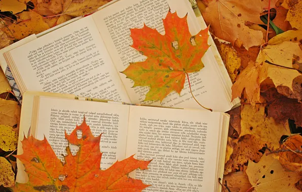 Autumn, leaves, photo, books, maple