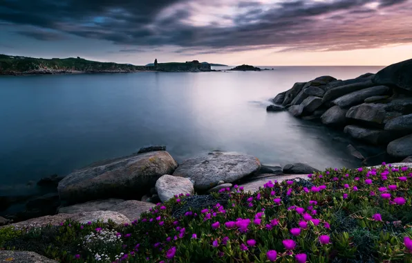 Sea, the sky, clouds, flowers, stones, shore, bright, the evening