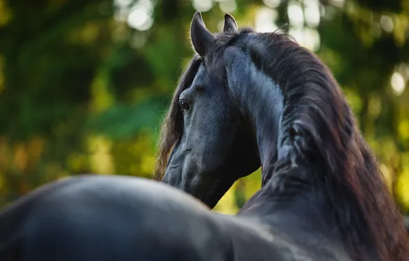 Greens, look, face, nature, horse, horse, back, mane