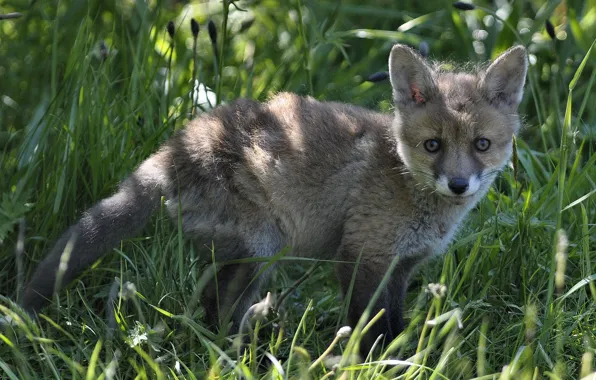 Picture grass, Fox, cub, Fox
