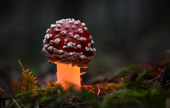 Autumn, forest, macro, light, mushroom, mushroom