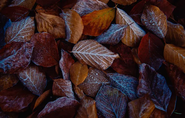Picture frost, autumn, snow, foliage, a lot, frost, autumn leaves