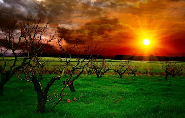 The sky, grass, clouds, trees, landscape, sunset, nature, rays