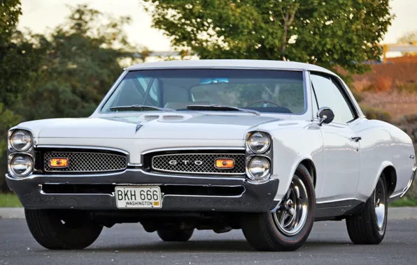 Picture white, tree, muscle car, classic, Coupe, Pontiac, GTO, 1967