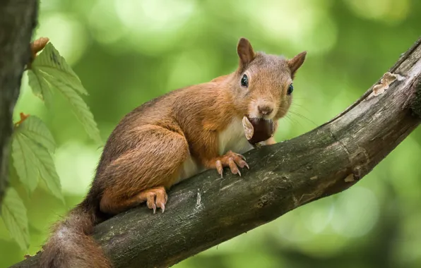 Picture nature, tree, animal, protein, chestnut, bokeh, animal, rodent