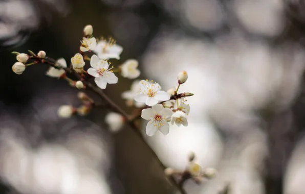 Picture flowers, nature, tree, branch, spring, flowers