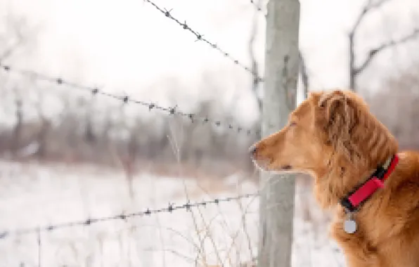 Look, each, the fence, dog