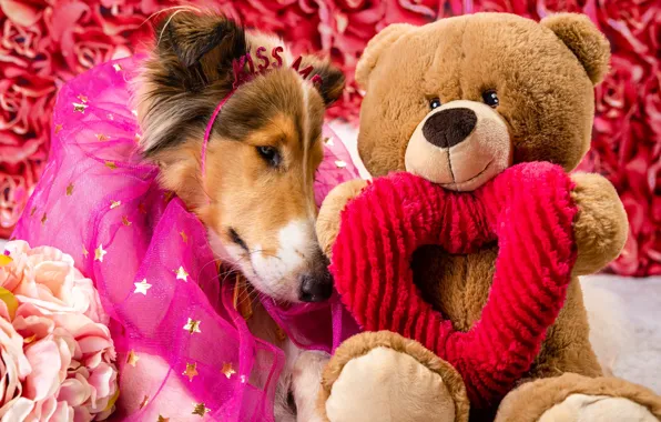 Look, face, pose, toy, heart, roses, dog, bouquet